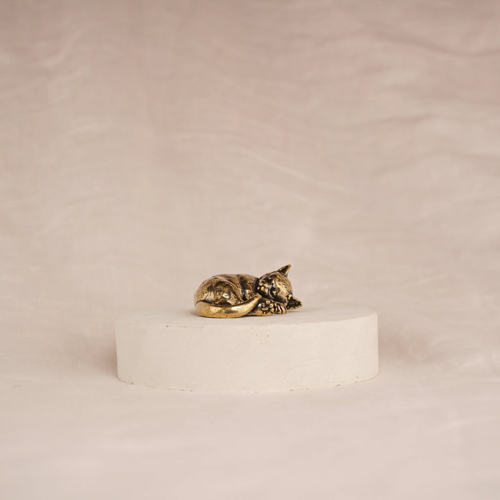 Cat Nap Kitten