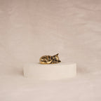 Cat Nap Kitten