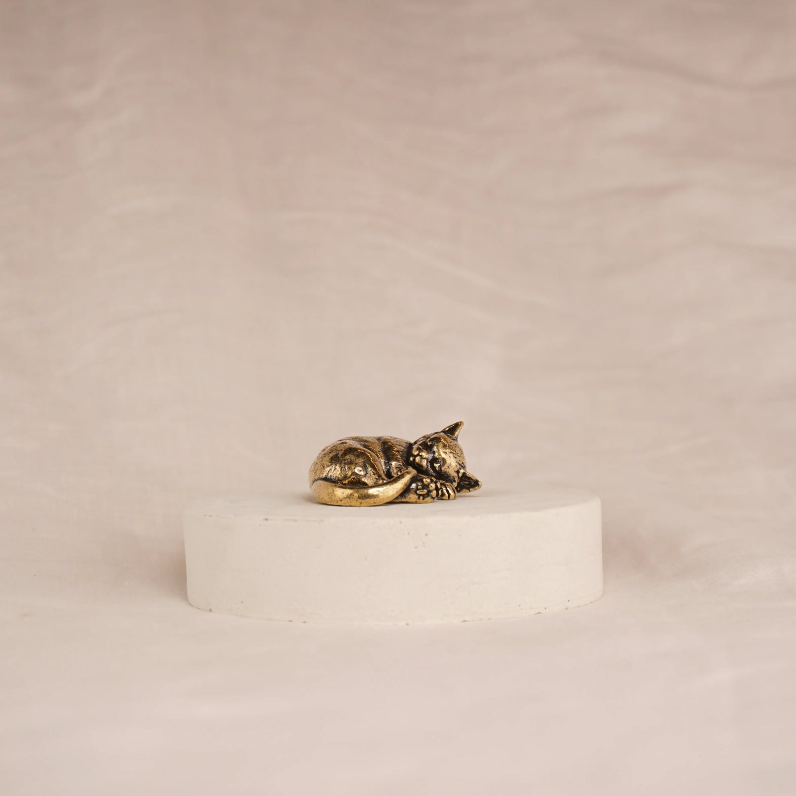 Cat Nap Kitten