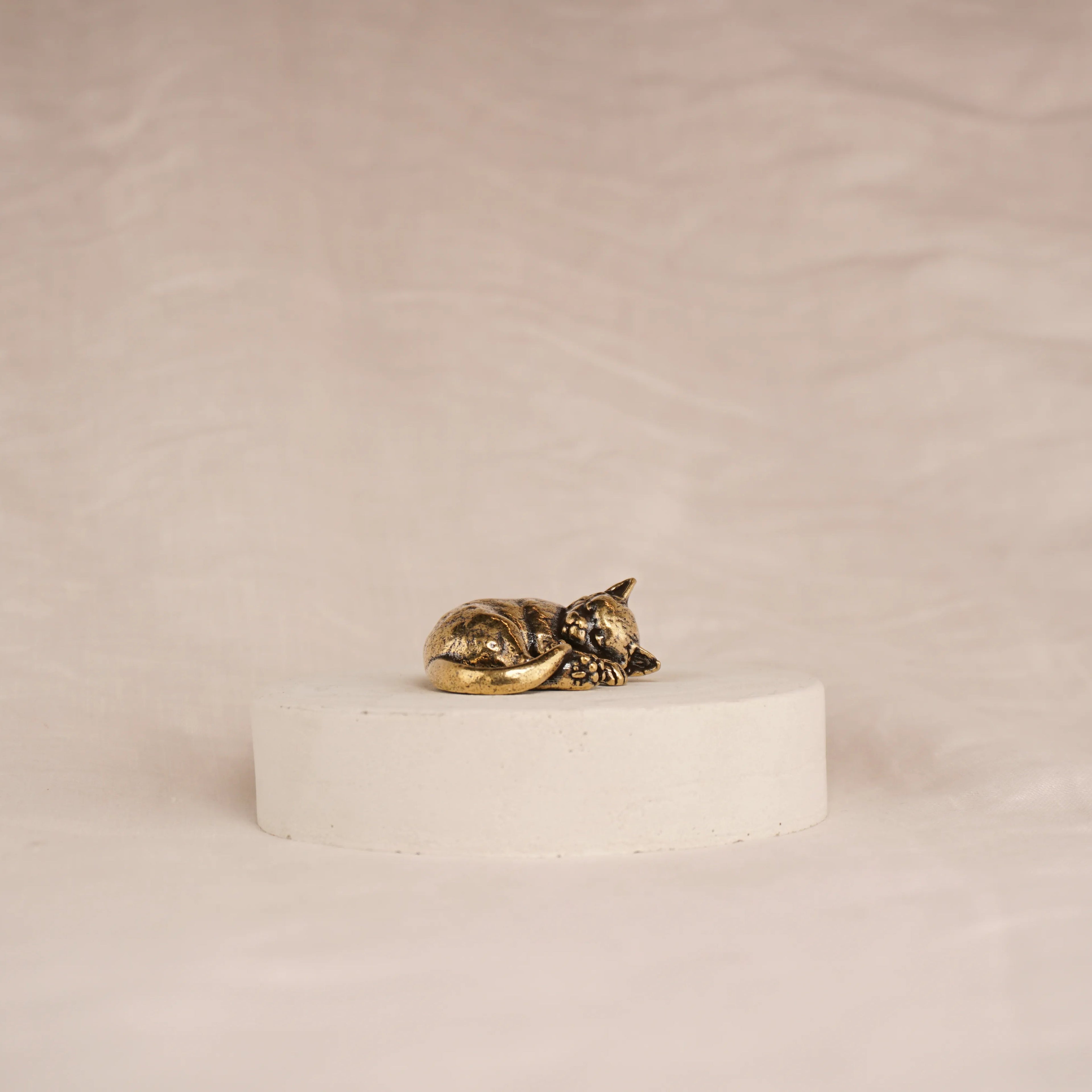 Cat Nap Kitten