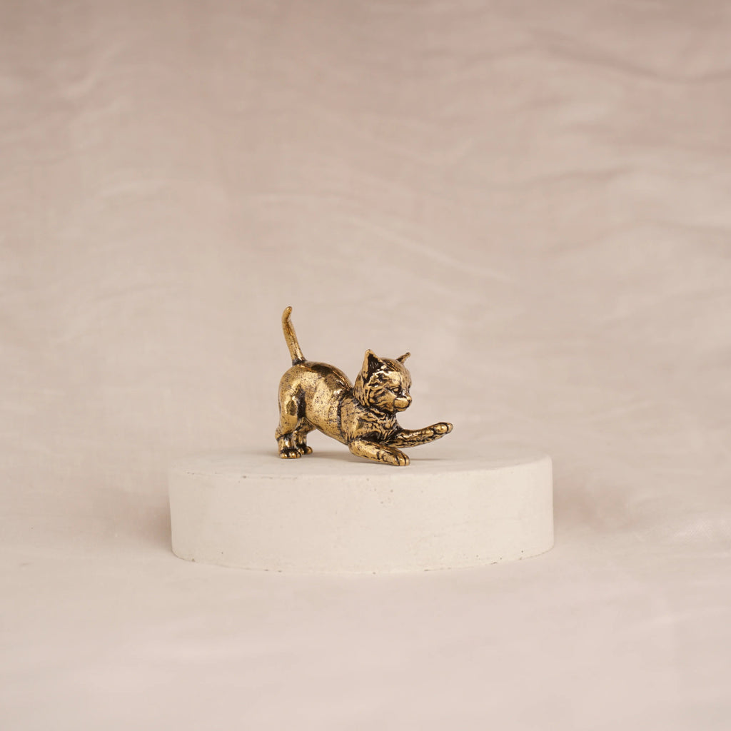 Curious Kitten