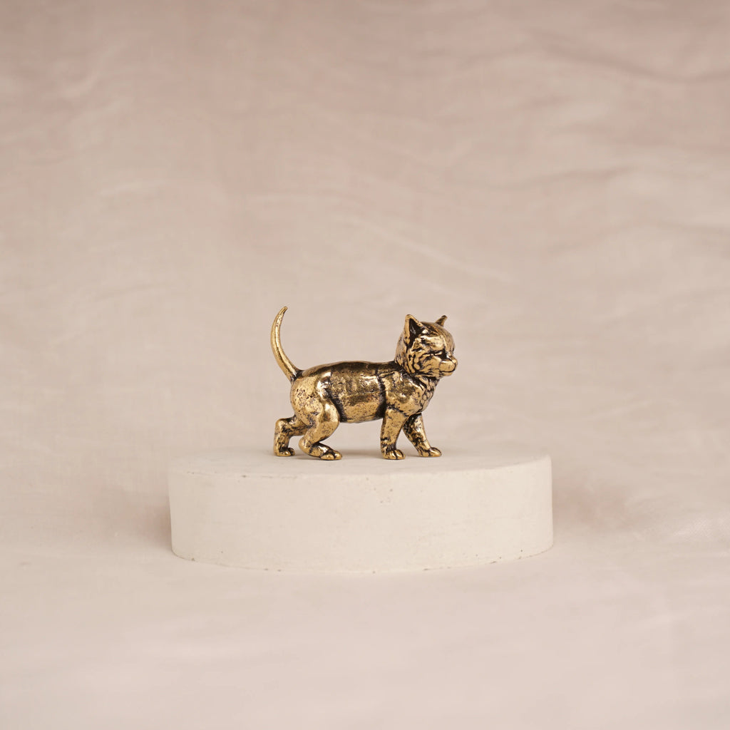 Scout Kitten
