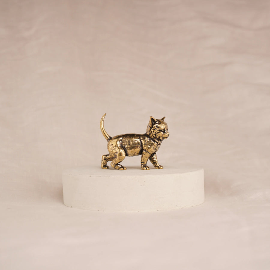 Scout Kitten