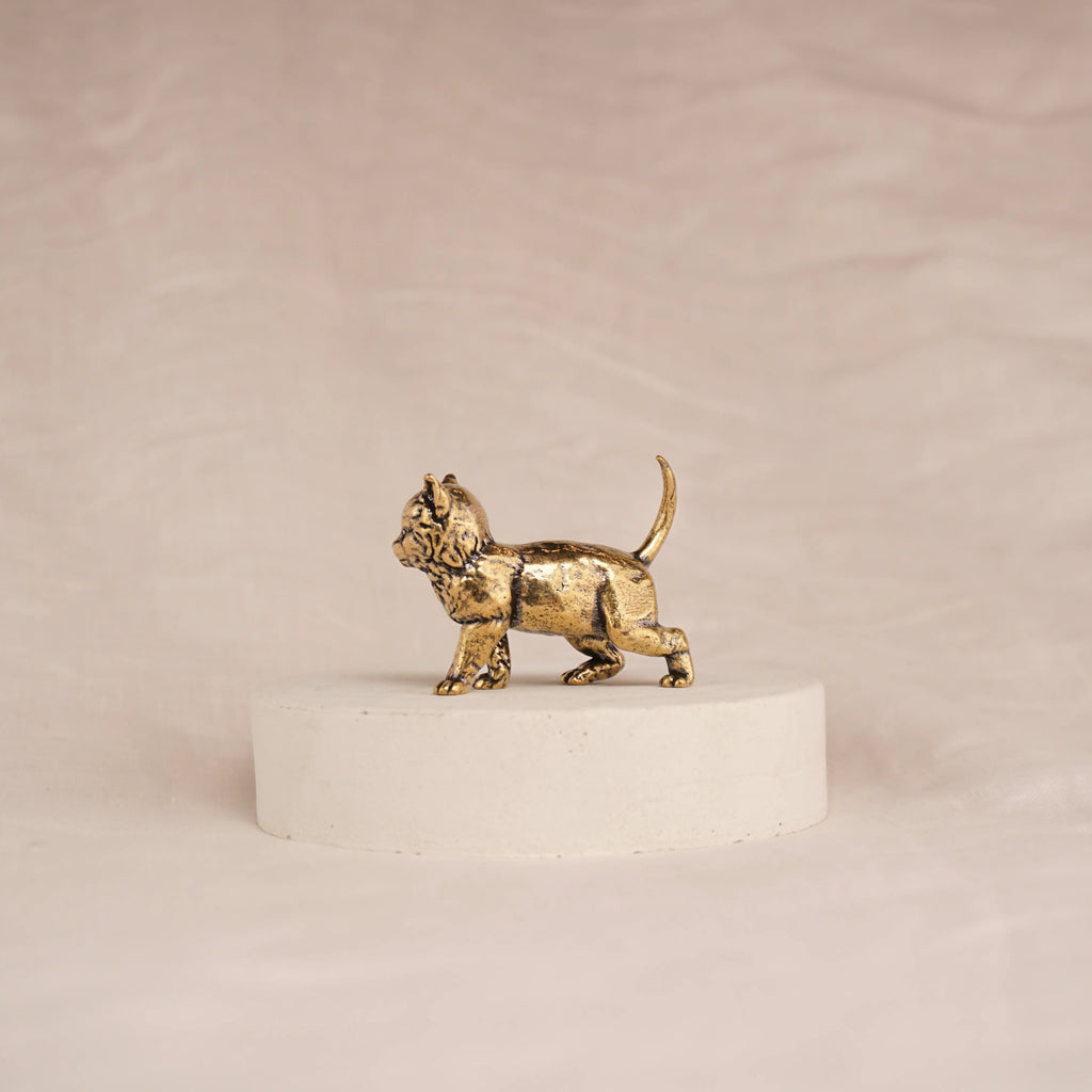 Scout Kitten