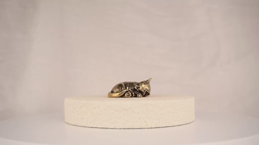 Cat Nap Kitten