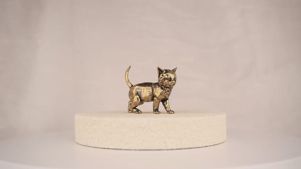 Scout Kitten