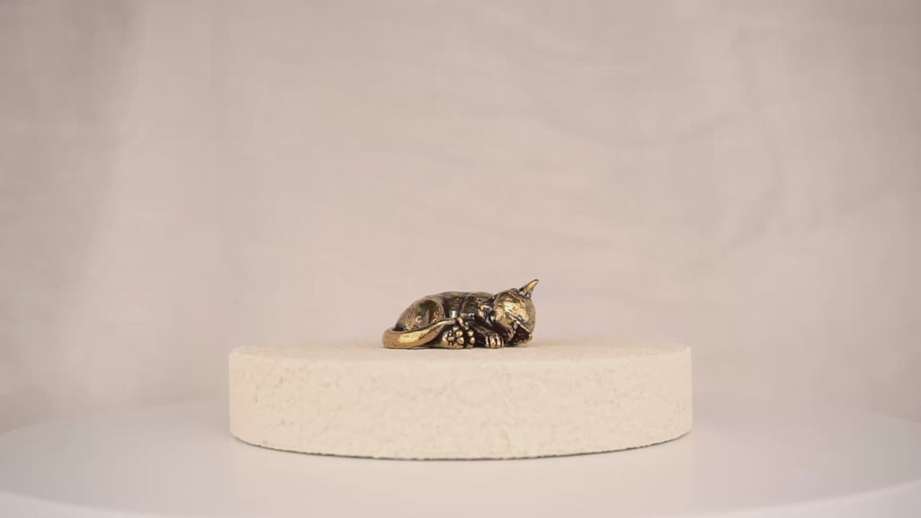 Cat Nap Kitten